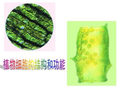 洋葱鳞片叶表皮细胞的结构-精选文档