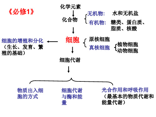 细胞的增殖与分化