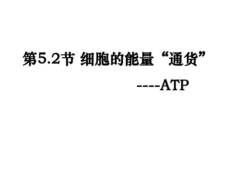 5.2细胞的能量“通货”——ATP课件-四川省成都市石室中学高中生物必修一