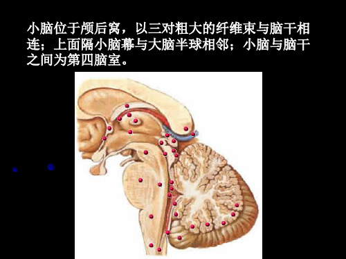 小脑ceerebellumppt课件