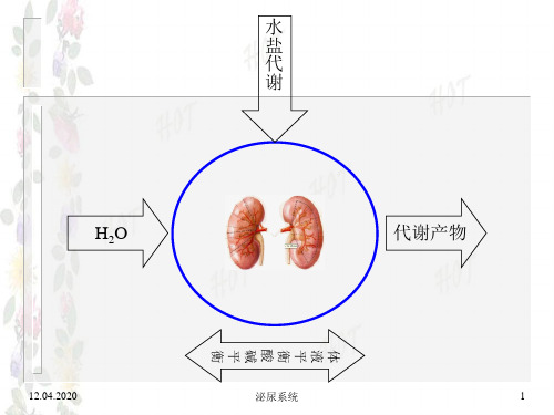 17泌尿系统共23页PPT资料