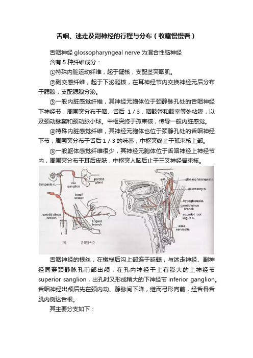 舌咽、迷走及副神经的行程与分布（收藏慢慢看）