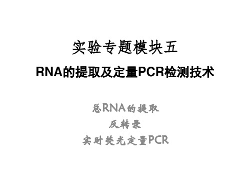 实验专题模块五RNA的提取及定量PCR检测技术