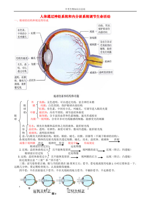 中考生物复习人体通过神经系统和内分泌系统调节生命活动知识点总结