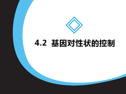 2.4.2基因对性状的控制(终版)