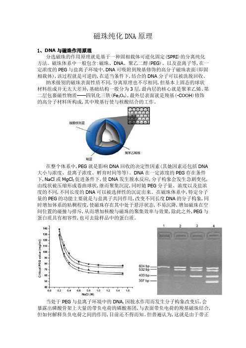 磁珠提取DNA原理