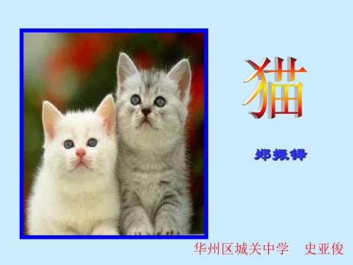 猫课件  史亚俊