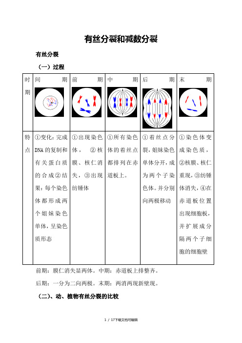 高中生物必修二有丝分裂-减数分裂详尽分析