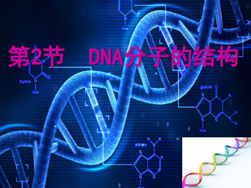 人教版生物必修二3.2-4DNA分子的结构