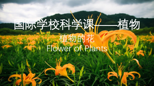 国际学校小学剑桥小学大纲科学课植物的花中英文课件PPT-Flower of Plants