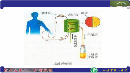 人教版七年级生物下册第四单元第五章《人体内废物的排出》课件 (共18张PPT)