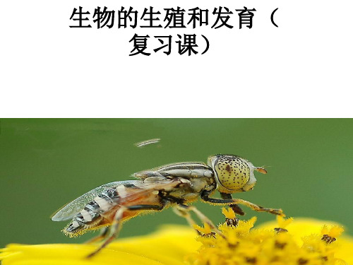 鲁科版-生物-八年级下册 第一章 生物的生殖和发育