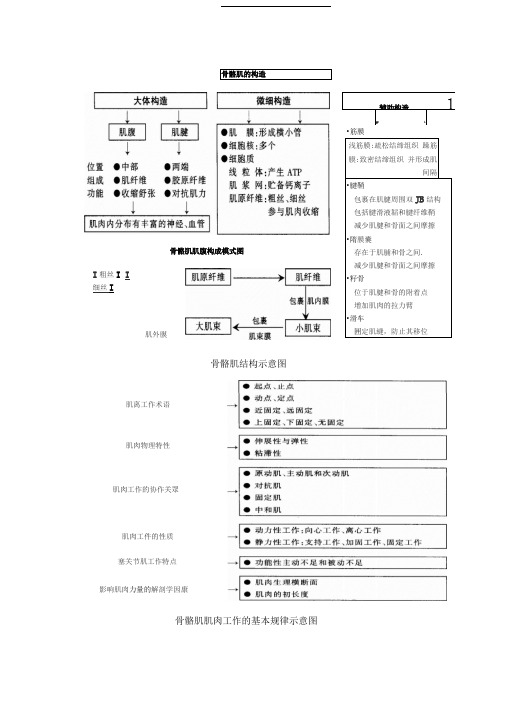 肌肉的组成、起止点、锻炼方式