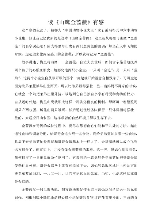 梅里母山鹰金蔷薇