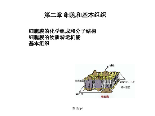 《人体解剖生理学》第二章 细胞和基本组织