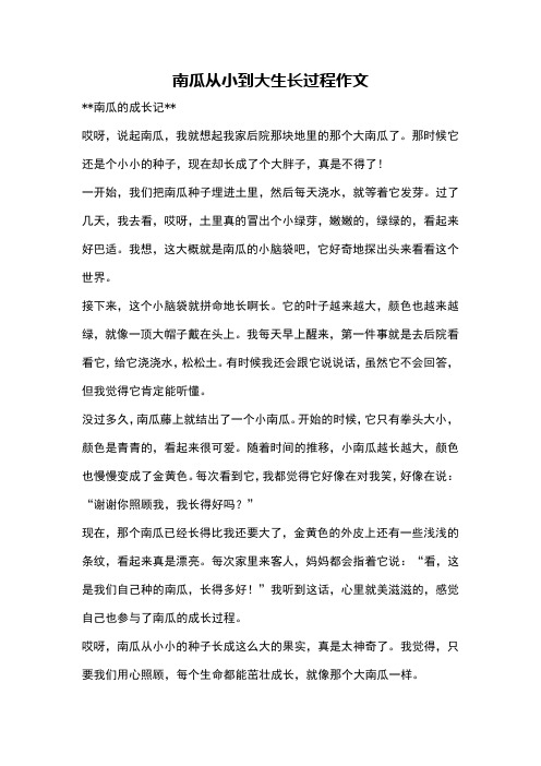 南瓜从小到大生长过程作文