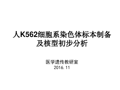 人K562细胞系染色体标本制备及核型初步分析