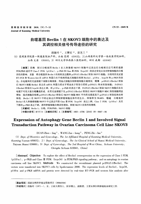 自噬基因Beclin 1在SKOV3细胞中的表达及其调控相关信号传导途径的研究