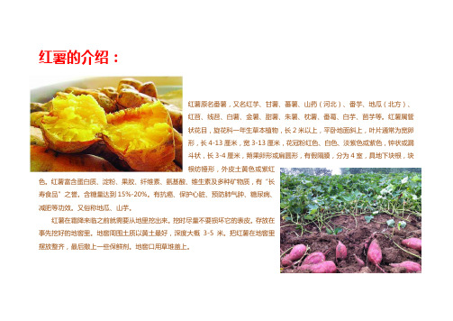 红薯的介绍