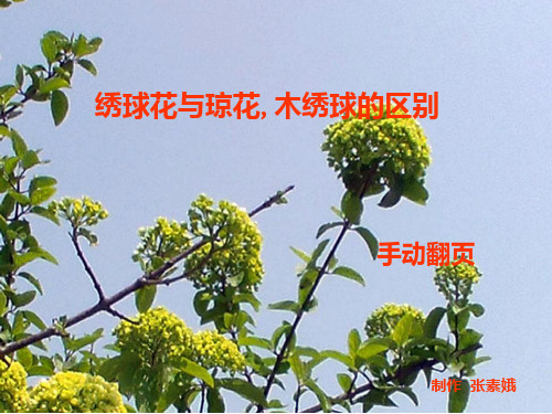 琼花、绣球花、木绣球的区别