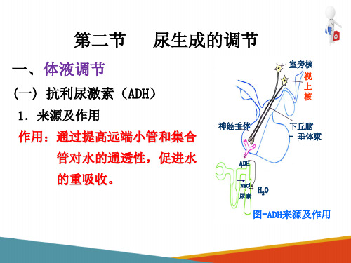 肾脏的排泄功能 肾脏的调节 生理学课件