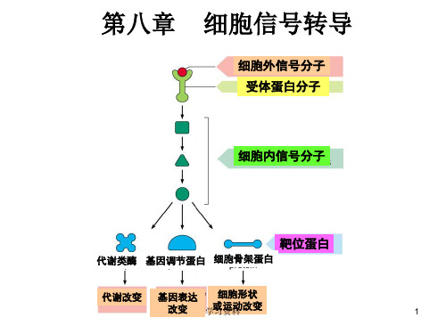 细胞生物学PPT第八章_细胞信号转导【学习资料】