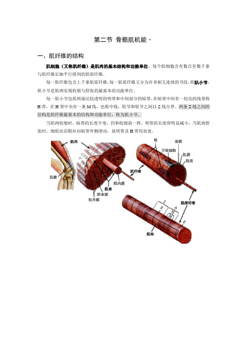 骨骼肌机能