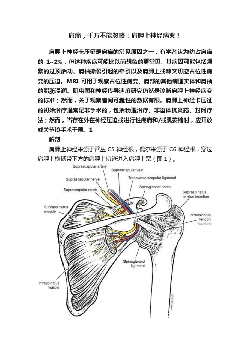 肩痛，千万不能忽略：肩胛上神经病变！