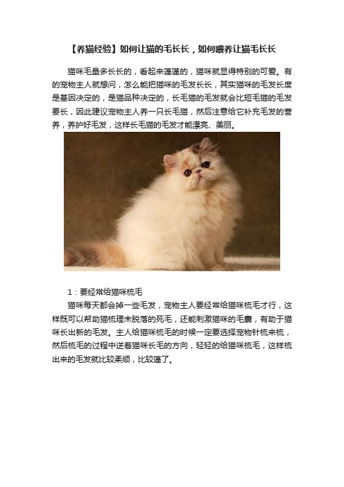 【养猫经验】如何让猫的毛长长，如何喂养让猫毛长长