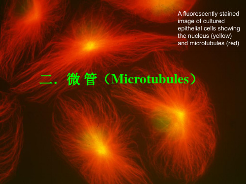 细胞生物学微管微丝