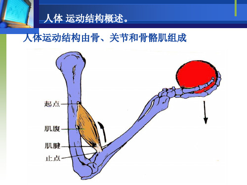 人体 运动结构概述