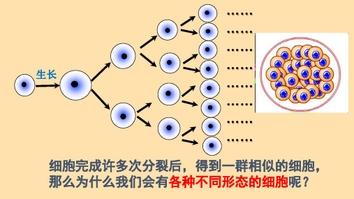 〖生物〗细胞分化形成组织 2024-2025学年七年级上册生物同步课件(北师大版2024)