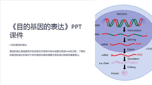 《目的基因的表达》课件