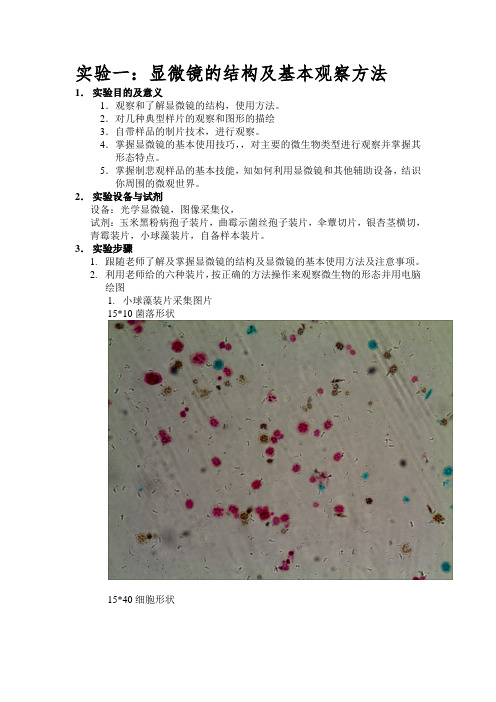 实验一  显微镜的结构及基本观察方法