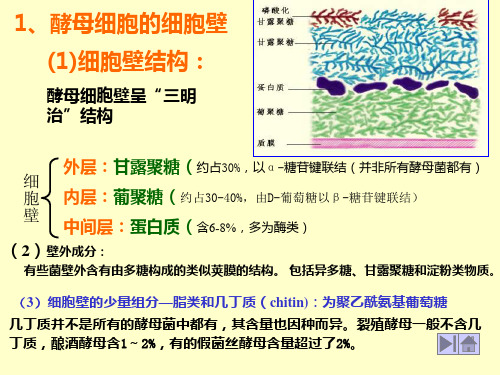 酵母细胞结构