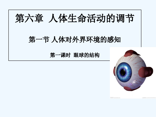 生物人教版七年级下册人体对外界环境的感知——眼球的结构精品PPT课件