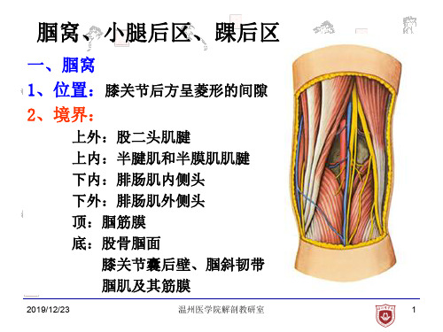 12小腿后区踝后区