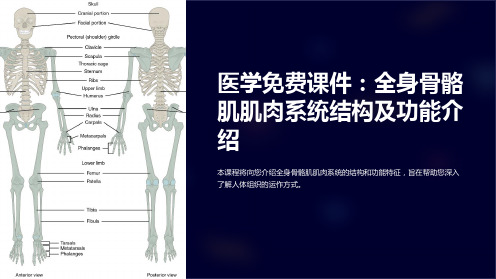 医学免费课件：全身骨骼肌肌肉系统结构及功能介绍