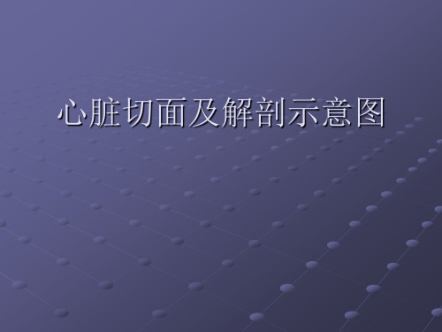 心脏切面及解剖示