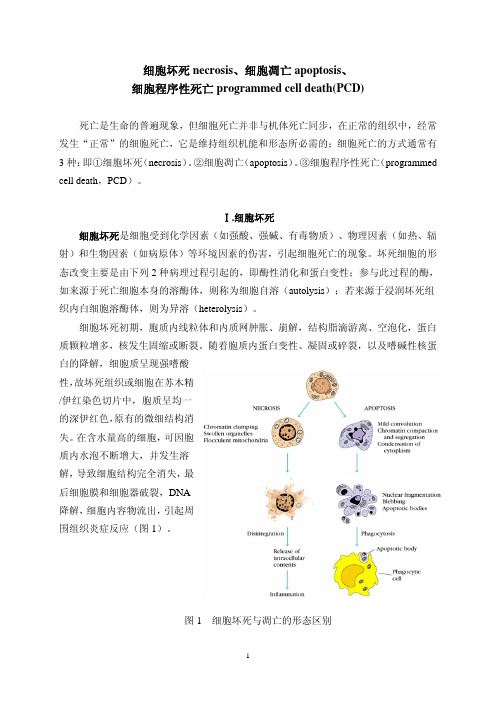 细胞坏死凋亡和细胞程序性死亡