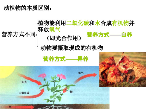 七年级科学细菌和真菌