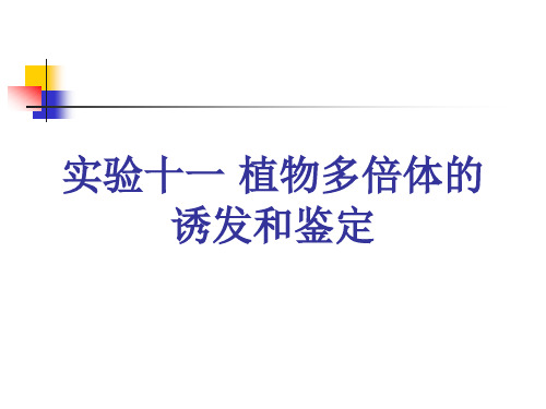 大学课程遗传学实验实验十一 植物多倍体的诱发和鉴定课件