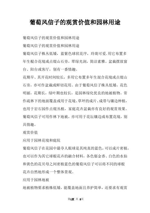 葡萄风信子的观赏价值和园林用途