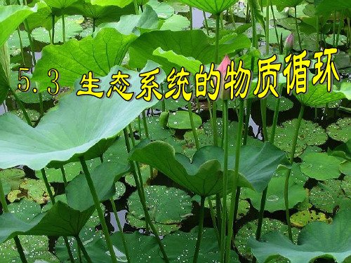 人教版高中生物必修三第5章第3节 生态系统的物质循环 课件.(共31张PPT)