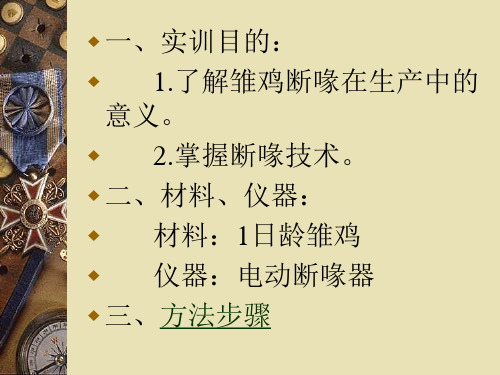 雏鸡的断喙与雌雄鉴别课件.ppt