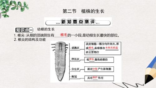 七年级生物上册3.2.2植株的生长复习课件新版新人教版