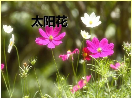 《太阳花》PPT(上课用)2