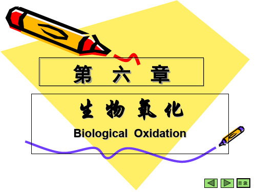 生物化学-生物氧化