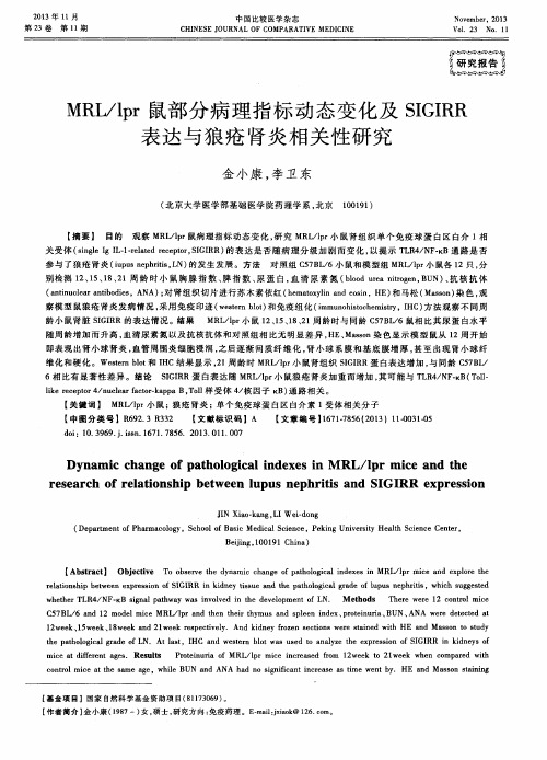 MRL/lpr鼠部分病理指标动态变化及SIGIRR表达与狼疮肾炎相关性研究