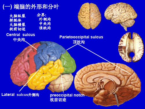 端脑外形和分叶